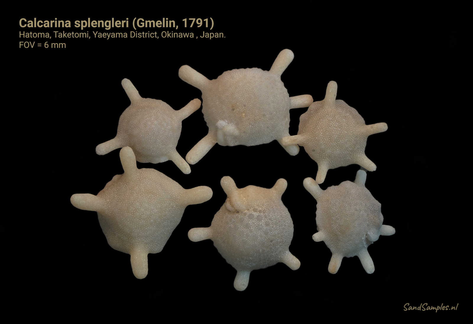 Calcarina splengleri (Gmelin, 1791)