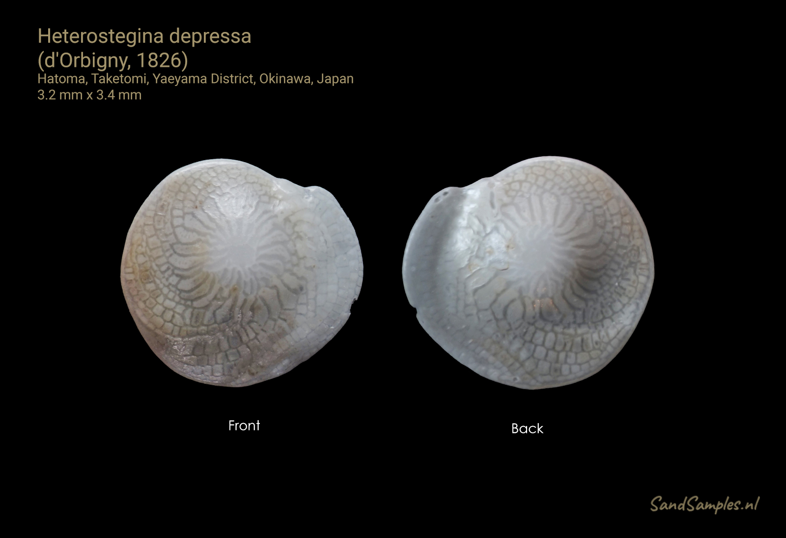 Heterostegina depressa d'Orbigny, 1826